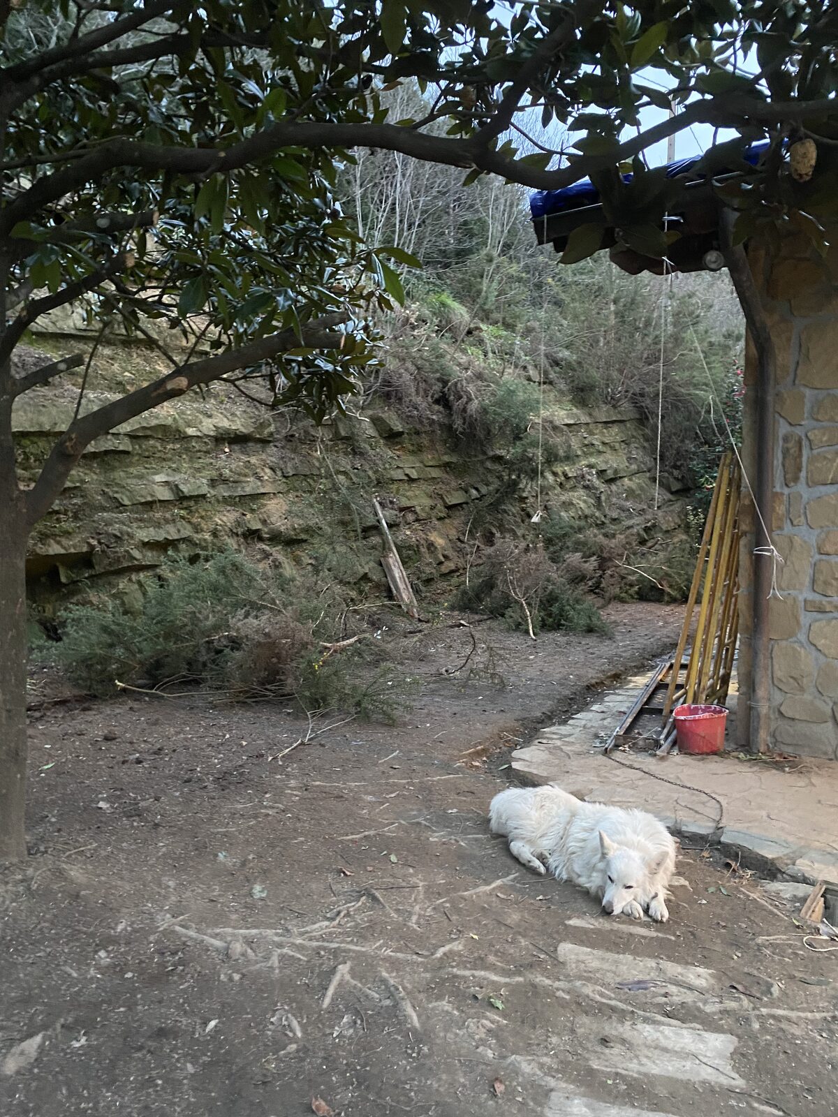 Zona junto al muro de piedra despejada tras el desbroce